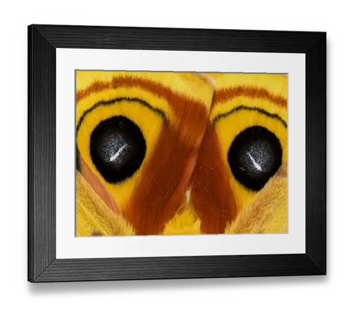 Framed Print : USA, Pennsylvania. Close-up of saturnia moth wings Framed Print : USA, Pennsylvania. Close-up of saturnia moth wings
