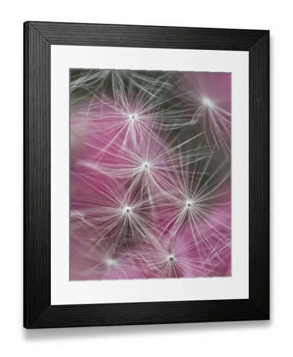 Framed Print : USA, Pennsylvania. Credit as: Dandelion seeds with feathery tentacles and pink background Framed Print : USA, Pennsylvania. Credit as: Dandelion seeds with feathery tentacles and pink background