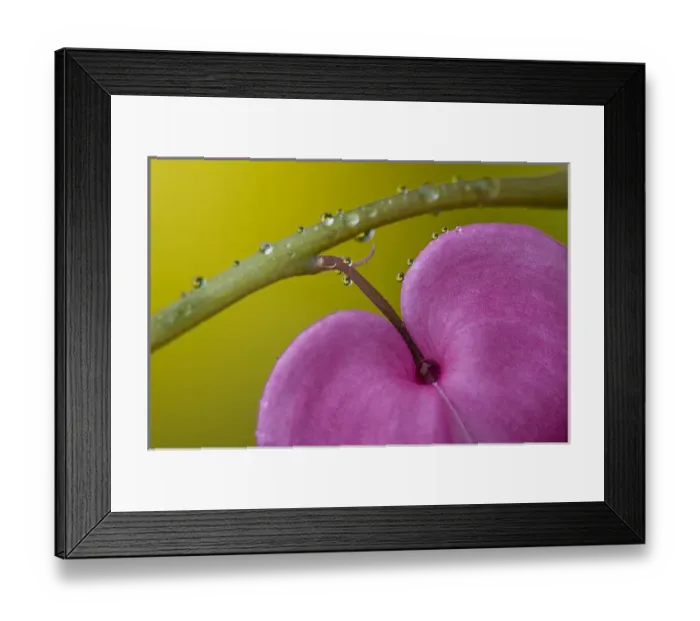 Framed Print : USA, Pennsylvania. Close-up of bleeding heart flower on stem with rain drops. Credit as