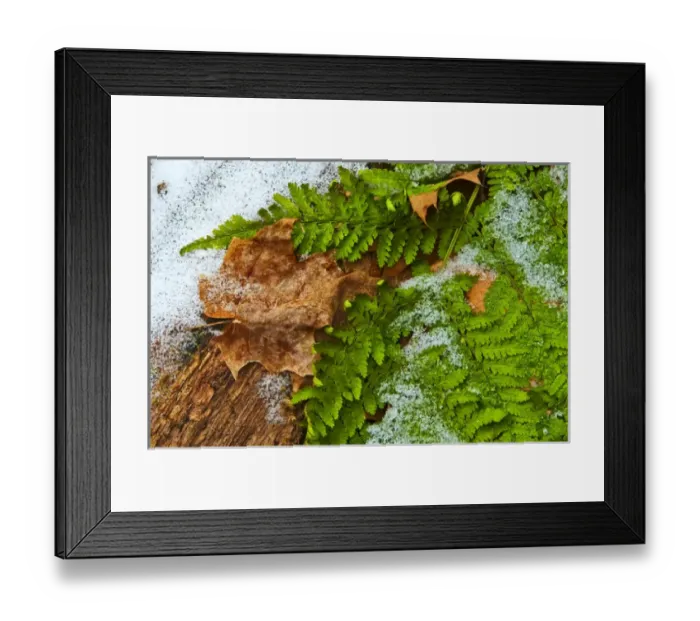 Framed Print : USA, Pennsylvania, Dingmans Ferry, Childs Park Dingmans Creek. Green fern dusted with snow Framed Print : USA, Pennsylvania, Dingmans Ferry, Childs Park Dingmans Creek. Green fern dusted with snow