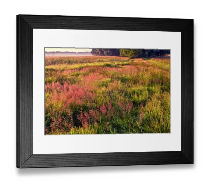 Framed Print : USA, Pennsylvania, King of Prussia. Field of pink-colored grasses