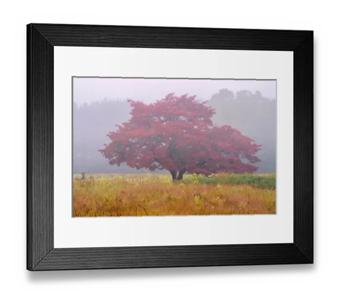 Framed Print : USA, Pennsylvania, Valley Forge National Park. Misty sunrise on solitary tree in autumn color Framed Print : USA, Pennsylvania, Valley Forge National Park. Misty sunrise on solitary tree in autumn color