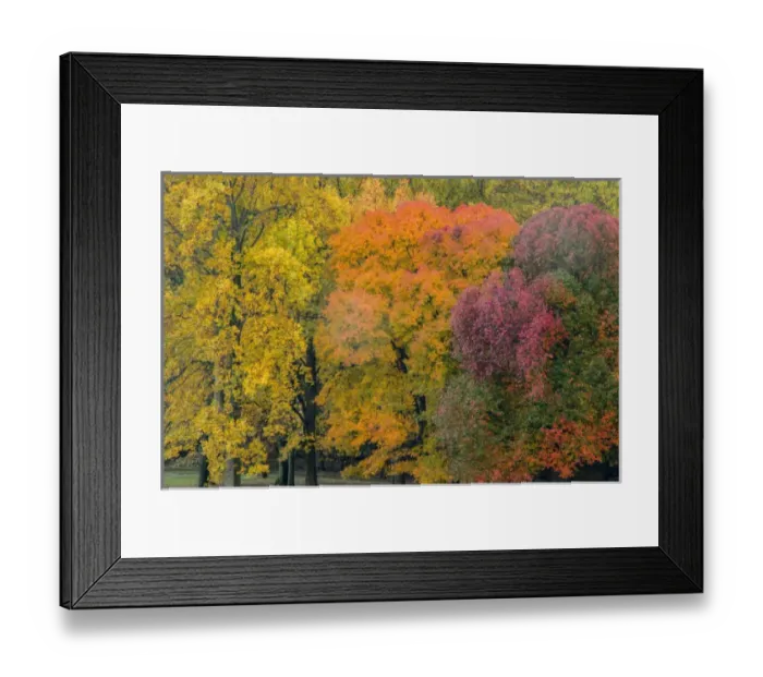 Framed Print : USA, Pennsylvania, Valley Forge National Park. Sunrise on trees in autumn colors Framed Print : USA, Pennsylvania, Valley Forge National Park. Sunrise on trees in autumn colors
