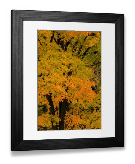 Framed Print : USA, Pennsylvania, Valley Forge National Park. Sunrise on trees in autumn colors