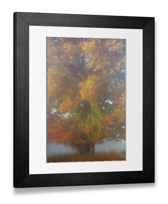 Framed Print : USA, Pennsylvania, Valley Forge National Park. Foggy sunrise on tree in autumn colors Framed Print : USA, Pennsylvania, Valley Forge National Park. Foggy sunrise on tree in autumn colors