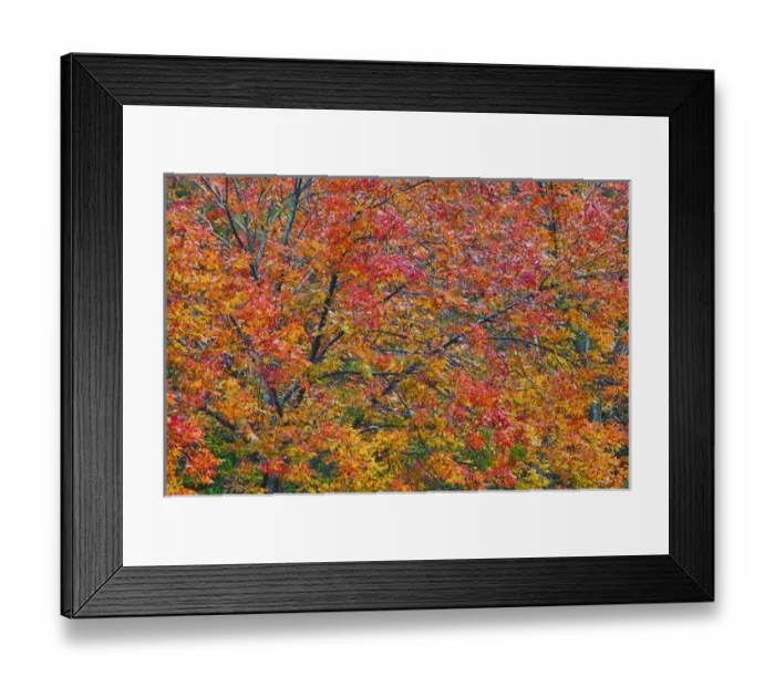Framed Print : USA, Pennsylvania, Dingmans Ferry. Autumn colors on trees