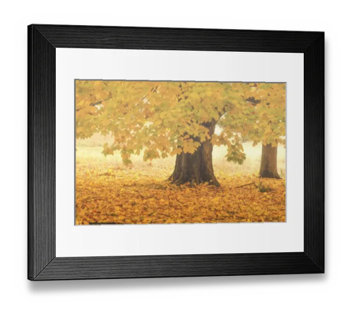 Framed Print : USA, Pennsylvania, Valley Forge National Park. Foggy sunrise on trees in autumn colors