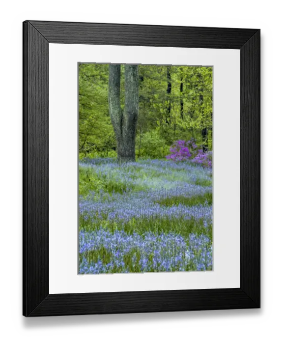 Framed Print : USA, Pennsylvania, Wayne, Chanticleer Garden. Blooming flowers in spring garden. Credit as Framed Print : USA, Pennsylvania, Wayne, Chanticleer Garden. Blooming flowers in spring garden. Credit as