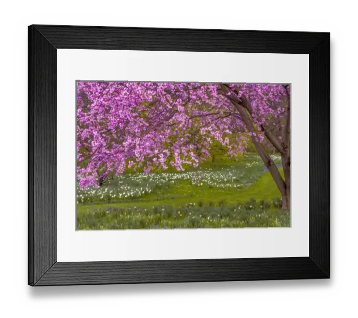 Framed Print : USA, Pennsylvania, Wayne, Chanticleer Garden. Cherry blossom tree in garden. Credit as Framed Print : USA, Pennsylvania, Wayne, Chanticleer Garden. Cherry blossom tree in garden. Credit as