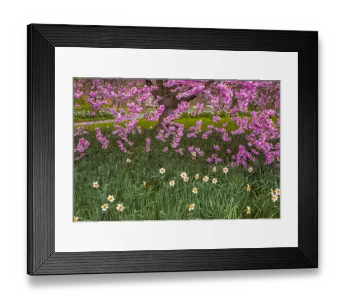 Framed Print : USA, Pennsylvania, Wayne, Chanticleer Garden. Cherry blossom tree in garden. Credit as Framed Print : USA, Pennsylvania, Wayne, Chanticleer Garden. Cherry blossom tree in garden. Credit as
