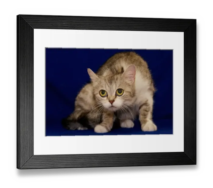 Framed Print : USA, Pennsylvania, Erie. Shy Humane Society cat