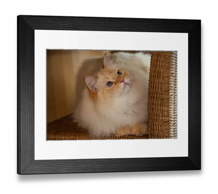 Framed Print : USA, Pennsylvania, Erie. Humane Society cat Framed Print : USA, Pennsylvania, Erie. Humane Society cat