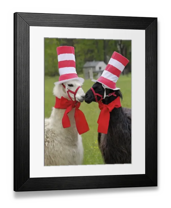 Framed Print : USA, Pennsylvania, Erie. Two llamas dressed humorously