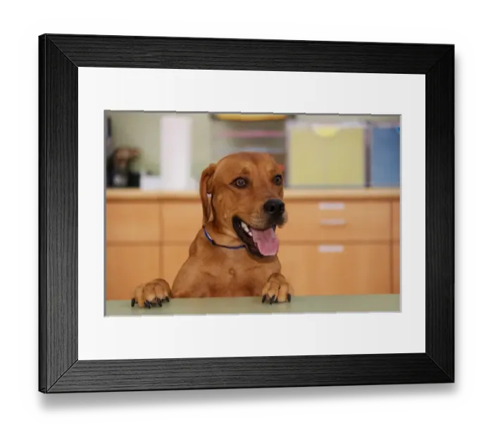 Framed Print : USA, Pennsylvania, Erie. Humane Society dog Framed Print : USA, Pennsylvania, Erie. Humane Society dog