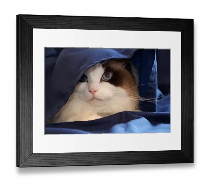 Framed Print : USA, Pennsylvania, Erie. Humane Society cat Framed Print : USA, Pennsylvania, Erie. Humane Society cat