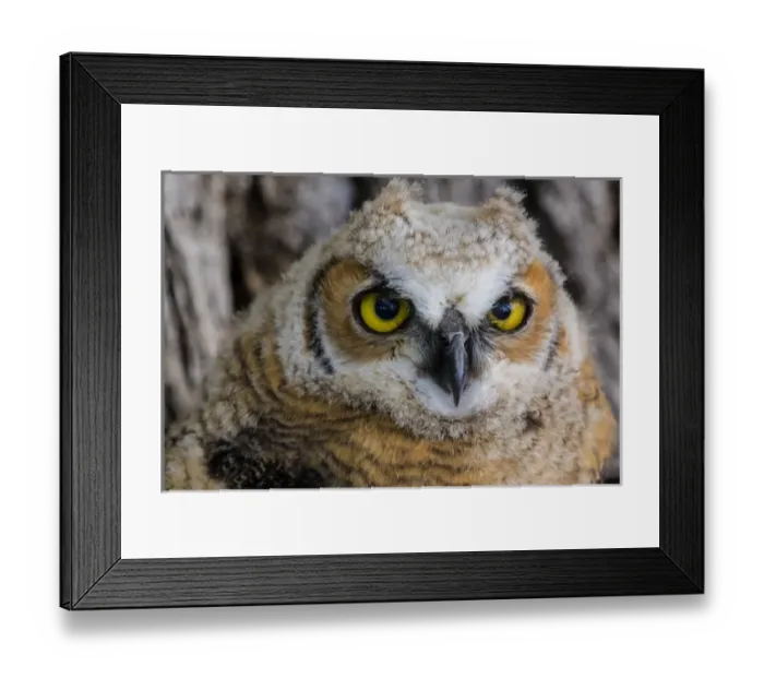 Framed Print : Fledgling great horned owl poratrait in Cottonwood, South Dakota, USA