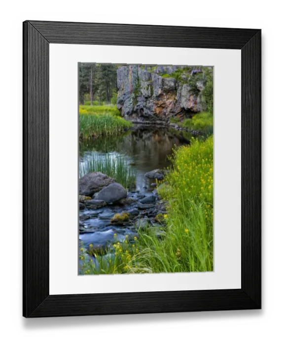 Framed Print : Sweet clover along French Creek in the Black Hills of Custer State Park, South Dakota Framed Print : Sweet clover along French Creek in the Black Hills of Custer State Park, South Dakota