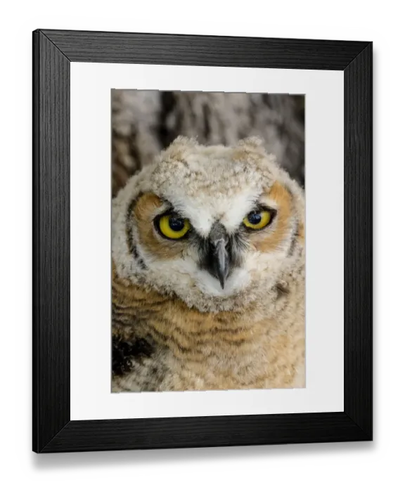 Framed Print : Fledgling great horned owl poratrait in Cottonwood, South Dakota, USA Framed Print : Fledgling great horned owl poratrait in Cottonwood, South Dakota, USA