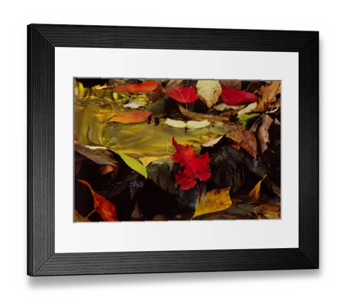 Framed Print : USA, Pennsylvania, Pocono Mountains. Autumns leaves in stream