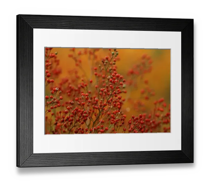 Framed Print : USA, Pennsylvania. Autumn bittersweet plant Framed Print : USA, Pennsylvania. Autumn bittersweet plant