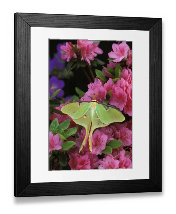 Framed Print : USA, Pennsylvania. Luna moth on pink clematis Framed Print : USA, Pennsylvania. Luna moth on pink clematis