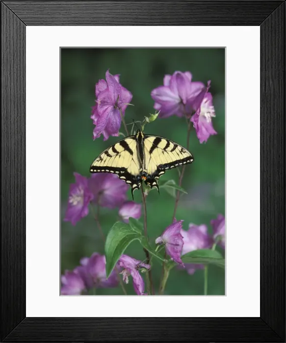 Framed Print : USA, Pennsylvania. Tiger swallowtail on delphinium flower Framed Print : USA, Pennsylvania. Tiger swallowtail on delphinium flower