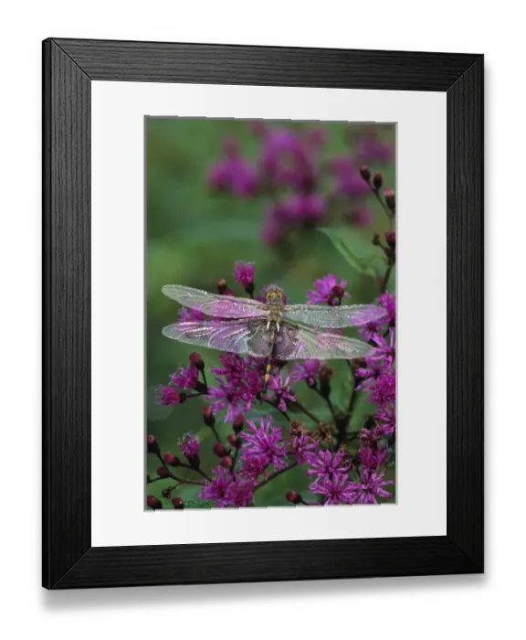 Framed Print : Dragonfly on Joe-Pye weed. Credit as: Nancy Rotenberg  /  Jaynes Gallery  /  DanitaDelimont