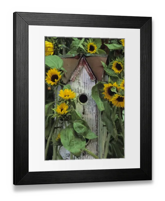 Framed Print : Birdhouse and Sunflowers in garden. Credit as: Nancy Rotenberg / Jaynes Gallery / DanitaDelimont Framed Print : Birdhouse and Sunflowers in garden. Credit as: Nancy Rotenberg / Jaynes Gallery / DanitaDelimont