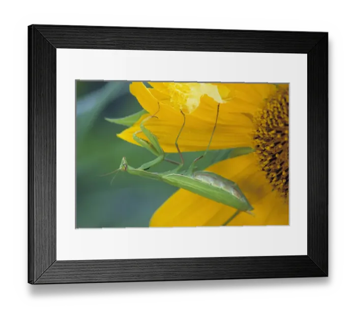 Framed Print : USA, Pennsylvania. Female praying mantis with egg sac on sunflower Framed Print : USA, Pennsylvania. Female praying mantis with egg sac on sunflower