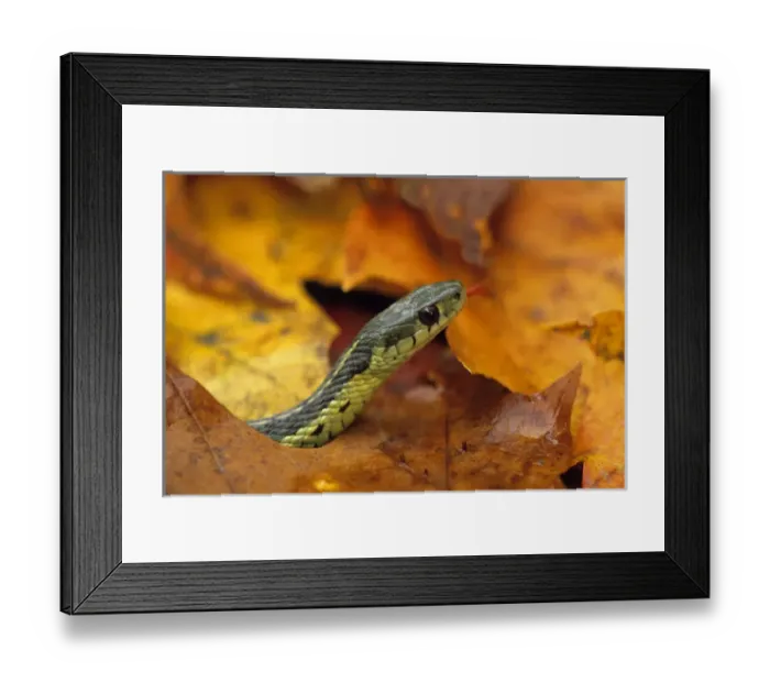 Framed Print : Close-up of garter Snake in fall with tongue out. Credit as: Nancy Rotenberg  /  Jaynes