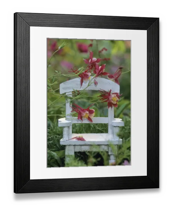 Framed Print : USA, Pennsylvania. Columbine flowers and chair in garden Framed Print : USA, Pennsylvania. Columbine flowers and chair in garden