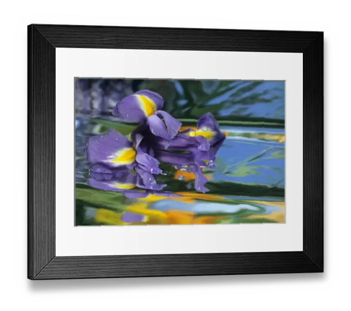 Framed Print : USA, Pennsylvania. Iris on mylar reflective surface Framed Print : USA, Pennsylvania. Iris on mylar reflective surface