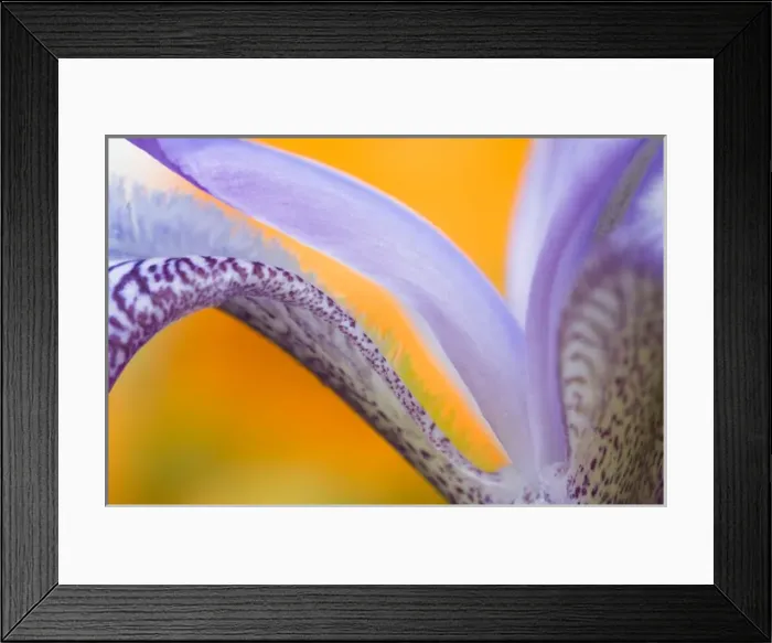 Framed Print : USA, Pennsylvania. Detail of iris flower pattern Framed Print : USA, Pennsylvania. Detail of iris flower pattern