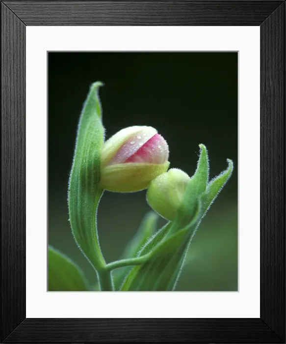 Framed Print : USA, Pennsylvania. Close-up of flower bud opening Framed Print : USA, Pennsylvania. Close-up of flower bud opening
