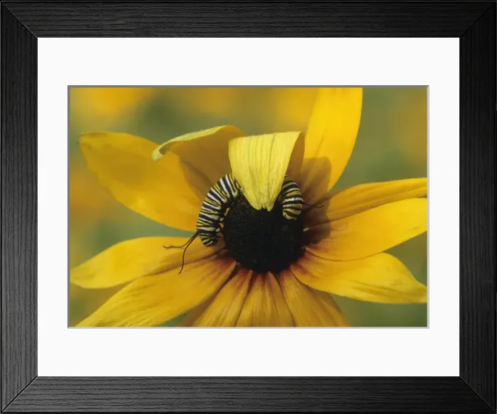 Framed Print : USA, Pennsylvania. Monarch caterpillar on daisy Framed Print : USA, Pennsylvania. Monarch caterpillar on daisy
