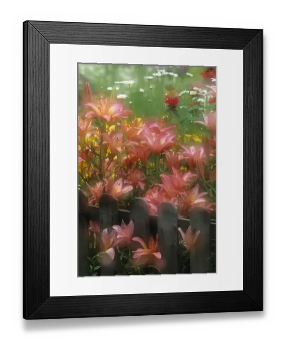 Framed Print : USA, Pennsylvania. Double exposure of lilies and fence in garden Framed Print : USA, Pennsylvania. Double exposure of lilies and fence in garden