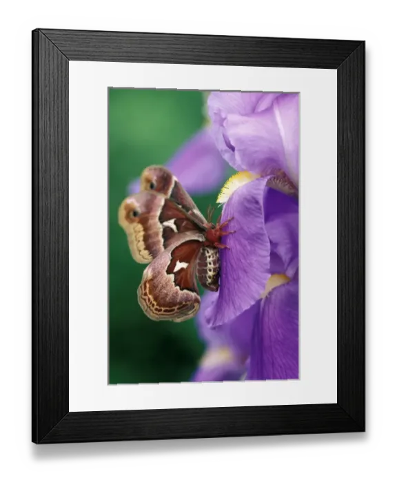 Framed Print : Cecropia Moth on Iris in Garden. Credit as: Nancy Rotenberg / Jaynes Gallery / DanitaDelimont Framed Print : Cecropia Moth on Iris in Garden. Credit as: Nancy Rotenberg / Jaynes Gallery / DanitaDelimont