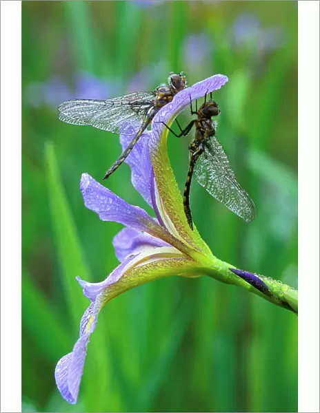 USA, Pennsylvania. Two dragonflies on iris flower