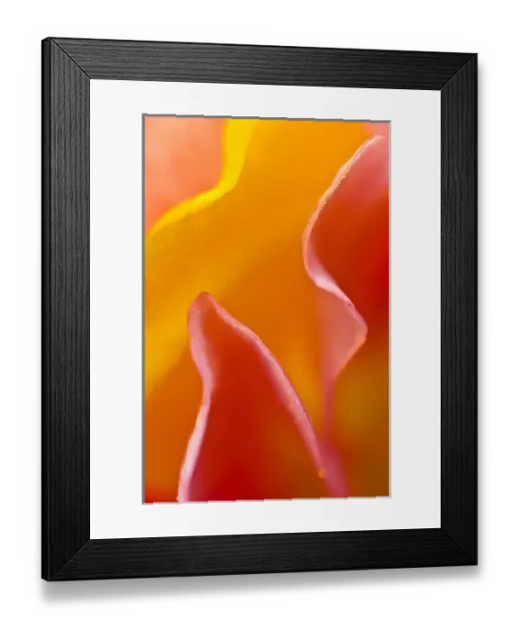 Framed Print : Abstract detail of flower petals. Credit as: Nancy Rotenberg / Jaynes Gallery / DanitaDelimont Framed Print : Abstract detail of flower petals. Credit as: Nancy Rotenberg / Jaynes Gallery / DanitaDelimont