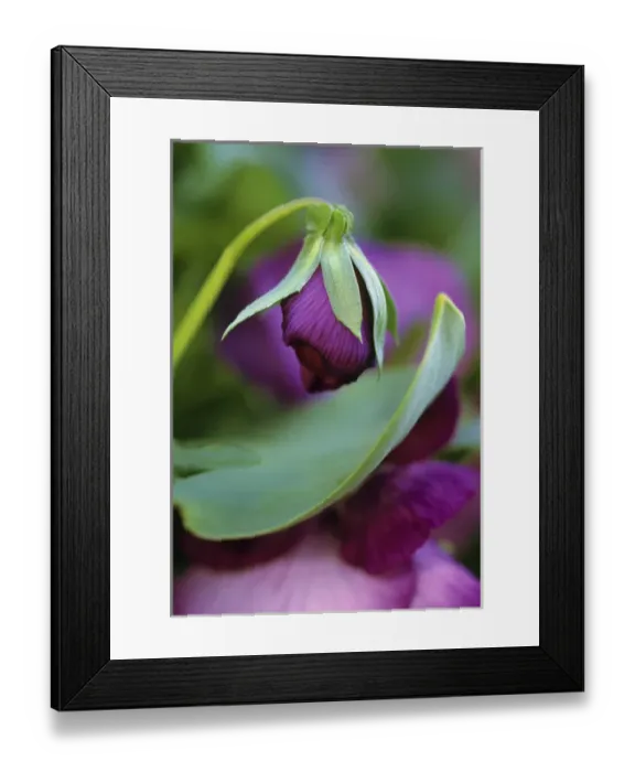 Framed Print : Close-up of bud opening in spring. Credit as: Nancy Rotenberg / Jaynes Gallery / DanitaDelimont Framed Print : Close-up of bud opening in spring. Credit as: Nancy Rotenberg / Jaynes Gallery / DanitaDelimont