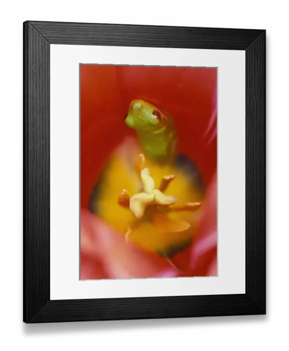 Framed Print : USA, Pennsylvania. Frog inside tulip. Credit as: Nancy Rotenberg  /  Jaynes Gallery  /  DanitaDelimont