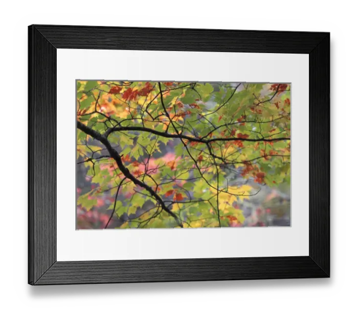 Framed Print : USA, Pennsylvania. Tree branch in autumn light