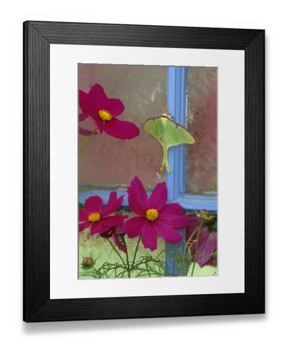 Framed Print : USA, Pennsylvania. Luna moth on old window with cosmos flowers