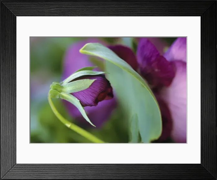 Framed Print : USA, Pennsylvania. Flower bud opening in spring Framed Print : USA, Pennsylvania. Flower bud opening in spring
