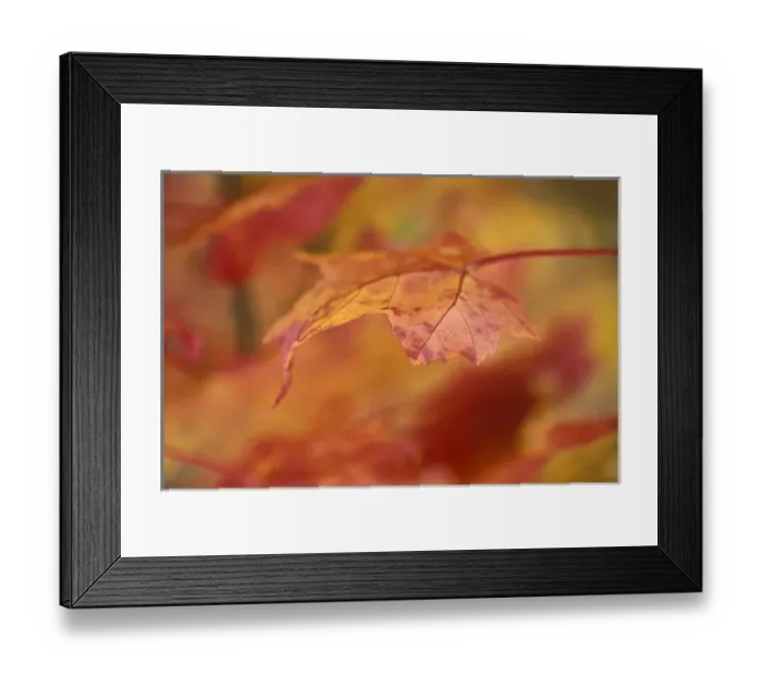 Framed Print : USA, Pennsylvania. Maple leaf in autumn color