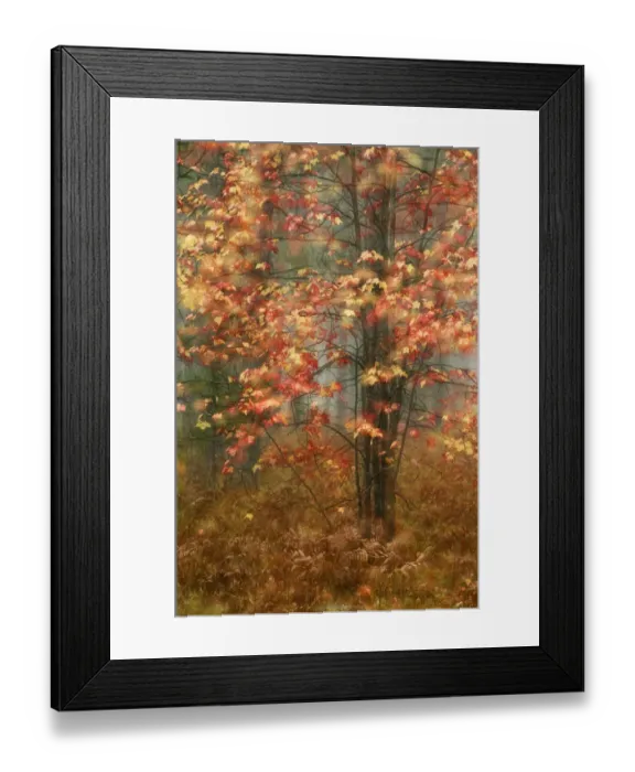 Framed Print : USA, Pennsylvania. Sunlight on autumn leaves