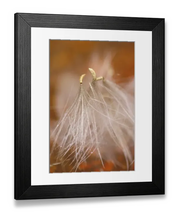 Framed Print : USA, Pennsylvania. Close-up of dandelion seedheads