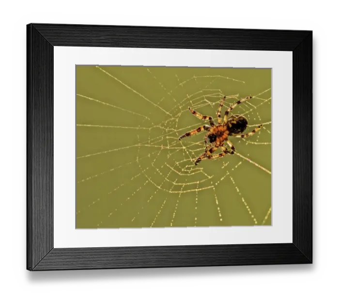 Framed Print : USA, Pennsylvania, Churchville Nature Center Framed Print : USA, Pennsylvania, Churchville Nature Center