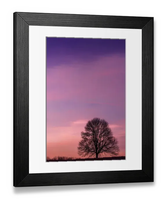 Framed Print : USA, Pennsylvania, King of Prussia. Tree silhouette at sunrise Framed Print : USA, Pennsylvania, King of Prussia. Tree silhouette at sunrise