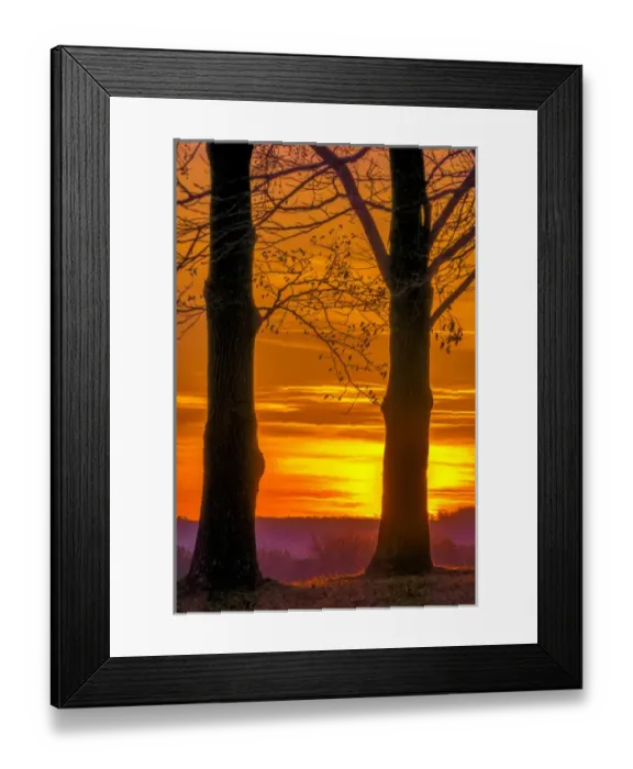 Framed Print : USA, Pennsylvania, King of Prussia. Tree silhouette at sunrise Framed Print : USA, Pennsylvania, King of Prussia. Tree silhouette at sunrise